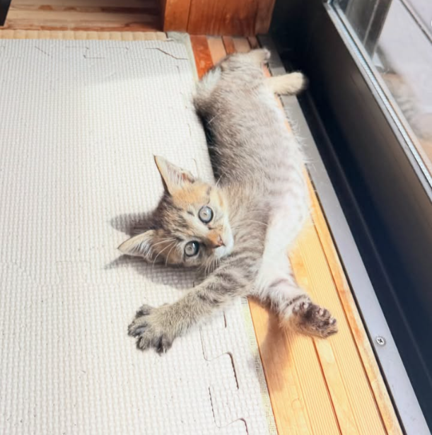 Mido, the rescued cat of Kabosu Mama, relaxing in the sun